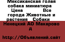 Мексиканская голая собака миниатюра › Цена ­ 53 000 - Все города Животные и растения » Собаки   . Ненецкий АО,Макарово д.